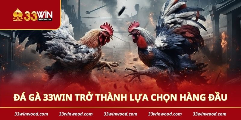 Đá gà 33win trở thành lựa chọn hàng đầu