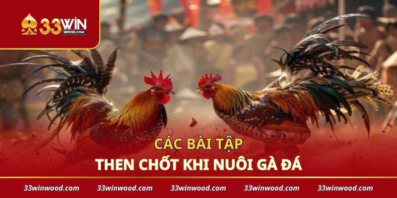 Các bài tập then chốt khi nuôi gà đá