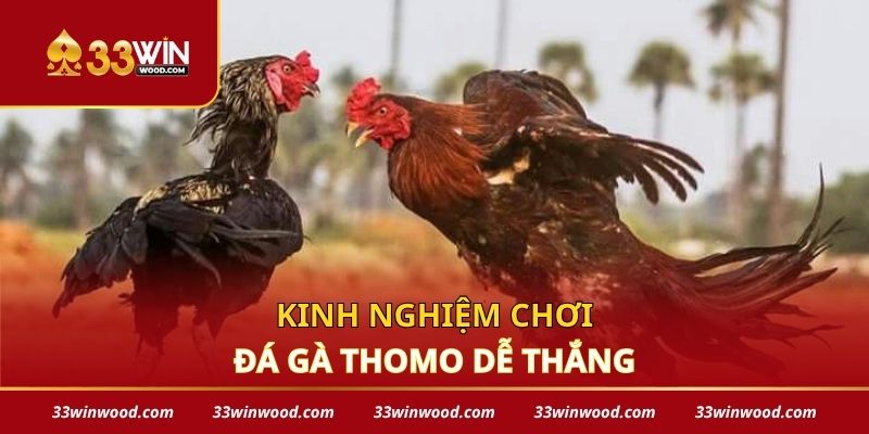 Kinh nghiệm chơi đá gà thomo dễ thắng