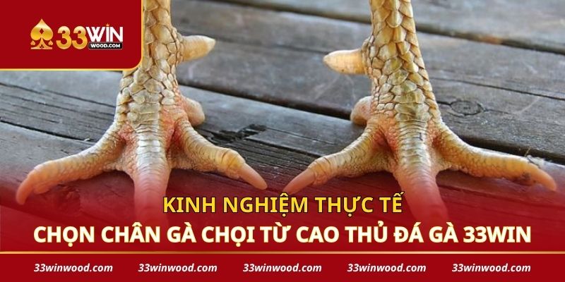 Kinh nghiệm thực tế chọn chân gà chọi từ cao thủ đá gà 33win