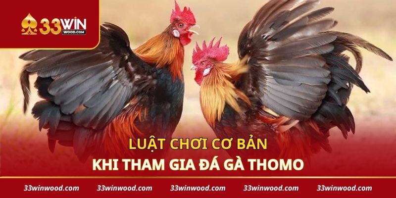 Luật chơi cơ bản khi tham gia đá gà thomo