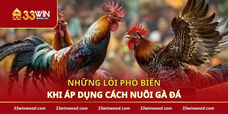 Những lỗi phổ biến khi áp dụng cách nuôi gà đá